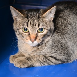 simply cats adoption center