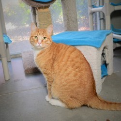 simply cats adoption center