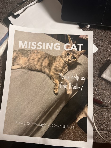 Bradley, gray with darker gray and white stripes little orange spots all over with green eyes 