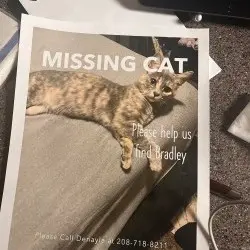 Photo of Bradley, gray with darker gray and white stripes little orange spots all over with green eyes 
