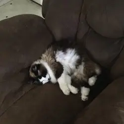 Photo of Phoebe