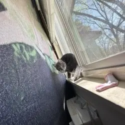 Photo of Cat