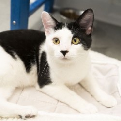 Photo of Mr. Snuggles