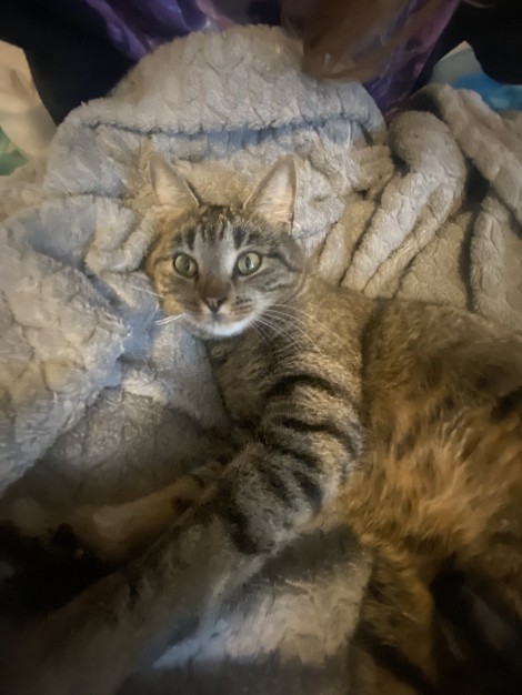 Unknown I think it’s a girl kitty is what I have been saying 