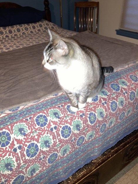 Mature female gray tabby with four white paws and blue eyes