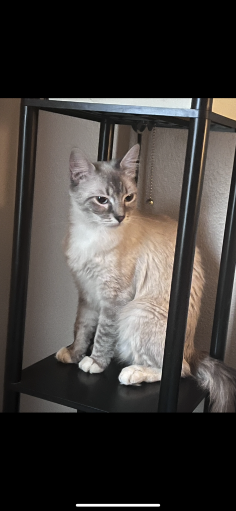 Lemme, lemon, mama kitty