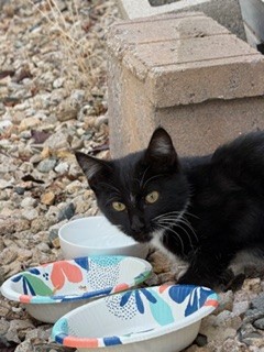 Young, small, tuxedo cat. Very skittish, but will approach food even if you are nearby.  Very vocal.