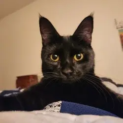 Photo of Jiji