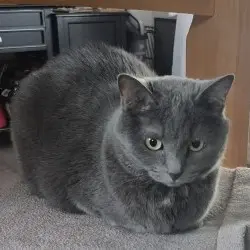 Photo of Stormy