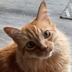 Photo of O’Malley 