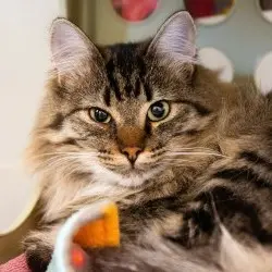 Photo of Acorn