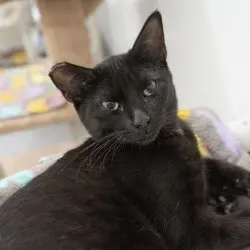 Photo of Button