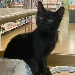 Photo of Coal