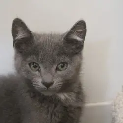 Photo of Earl Grey