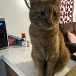 Photo of Fitz