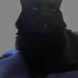 Photo of Mr.  Bombay