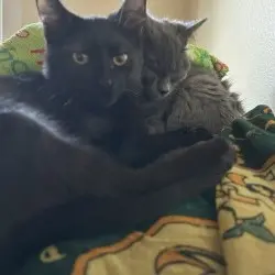 Photo of Coal (Bonded with Flint)