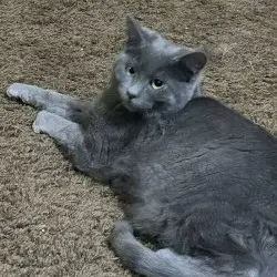 Photo of Flint (Bonded with Coal)