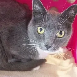 Photo of Grey