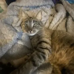 Photo of Unknown I think it’s a girl kitty is what I have been saying 