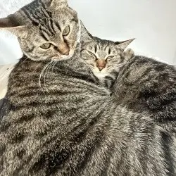 Photo of Francesca and Stitch