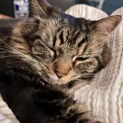 Photo of Scoots and Sprocket