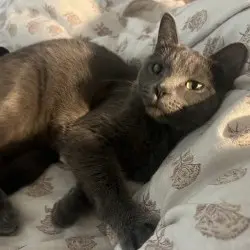 Photo of Oliver