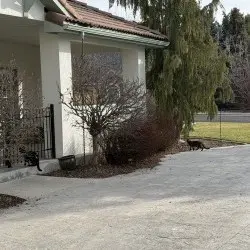 Photo of 2 black cats 