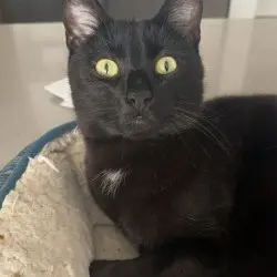 Photo of Luffy (loo-fy)