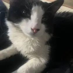 Photo of Moo moo 