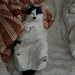 Photo of Jojo and Frankie 