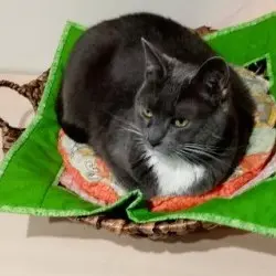 Photo of Gracie Grayface Townsend