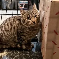 Photo of Little Tabby 