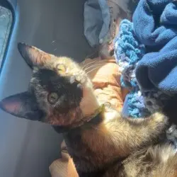 Photo of Pumpkin
