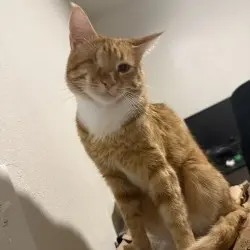 Photo of Mad eye moody