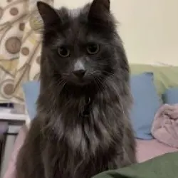 Photo of Merlin