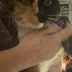 Photo of Calico kitty
