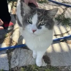 Photo of White and gray medium hair