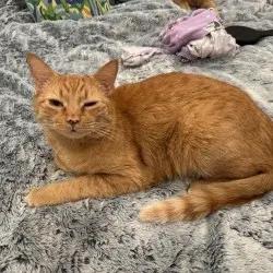 Photo of Scotch and Soda