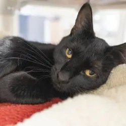 Photo of Jellybean