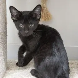 Photo of Kona