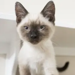 Photo of Leonard