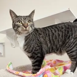 Photo of Lynx