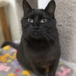 Photo of Lyric