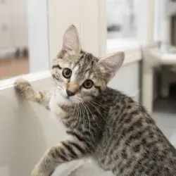 Photo of Maple