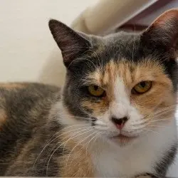 Photo of Mirabelle