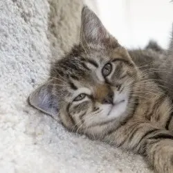 Photo of Mordecai
