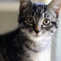 Photo of Odette