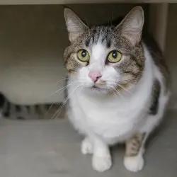 Photo of Paul Bunyan