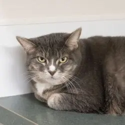 Photo of Petunia